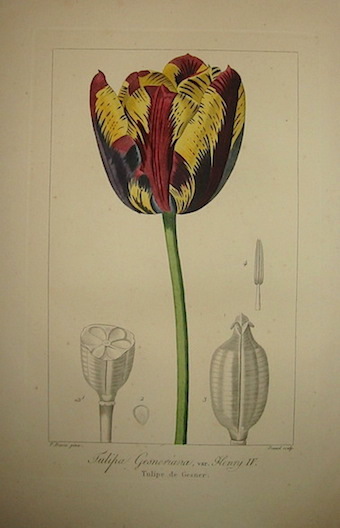Bessa Pancrace (1771-1846) Tulipa Gesneriana, var. Henry IV. Tulipe de Gesner 1828 Bruxelles 